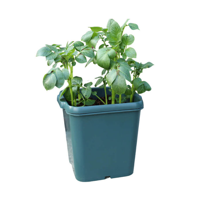 Agralan Aardappel kweekbak