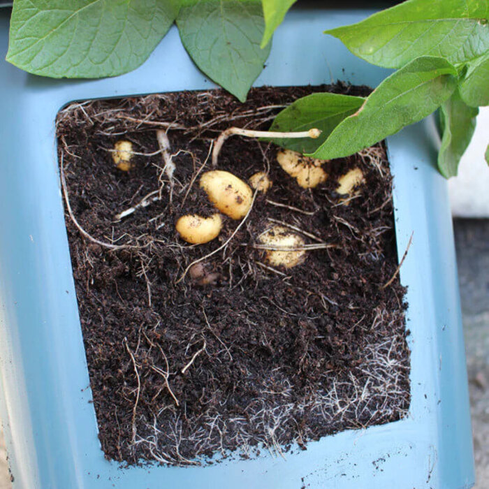 Agralan Aardappel kweekbak