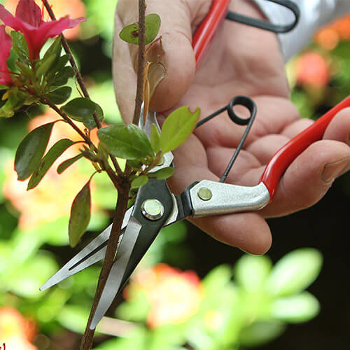 Darlac Bloemenschaar