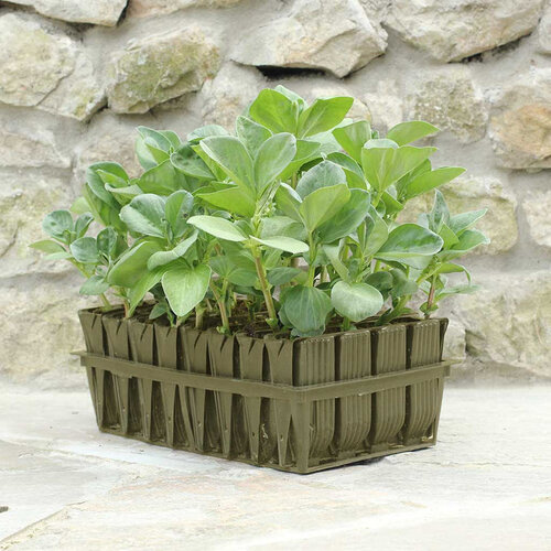 Haxnicks Deep Roottrainer zaaibakje - 32 zaaicellen - 12 cm diep