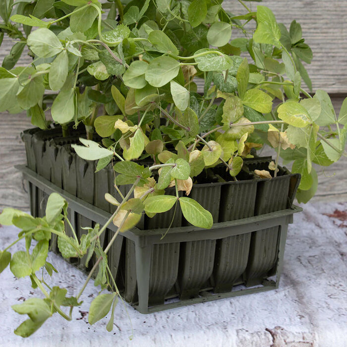 Haxnicks Deep Roottrainer zaaibakje - 32 zaaicellen - 12 cm diep