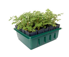 Haxnicks Compact Roottrainer zaaibakje - 20 zaaicellen