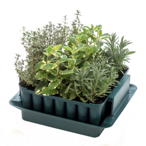 Meuwissen Agro Zaaibakje voor 49 plantjes - Compact