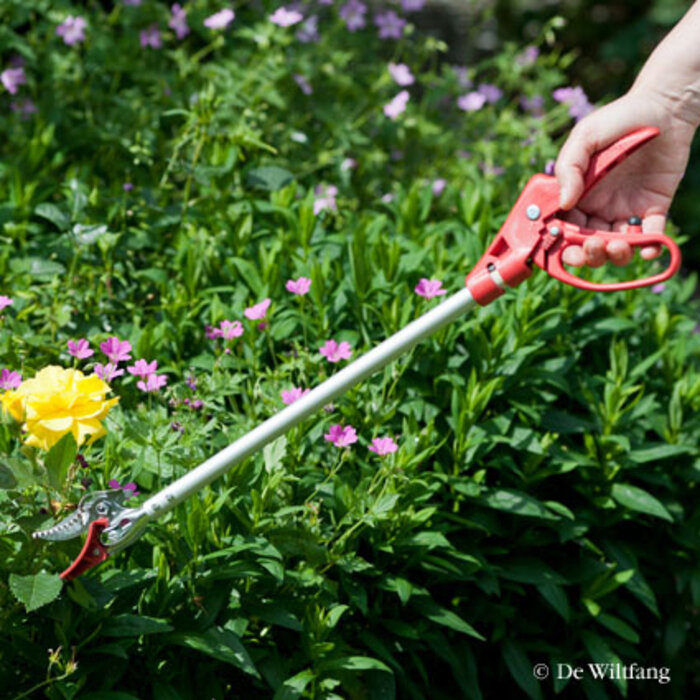 ARS Rozensnoeischaar - 60 cm - Rozenschaar - Plukschaar