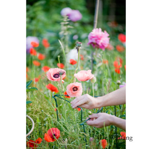 De Wiltfang Plantsteunen Engels - 6 stuks - Gecoat metaal - Ondersteuning planten