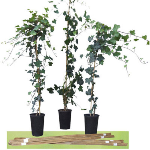 Meuwissen Agro Bamboestokken - Plant- en bloemenondersteuning - Diverse maten - Per 5 of 10