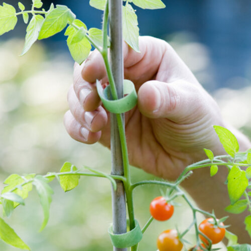 De Wiltfang Klittenband
