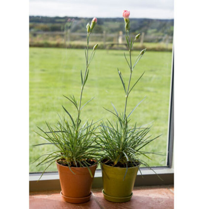 Haxnicks Bloempot Bamboe schotel - Groen - Diverse maten - 100% biologisch afbreekbaar