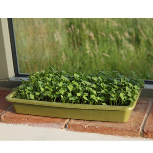 Haxnicks Bamboe Kweekbak - Zaaibakje - Groen