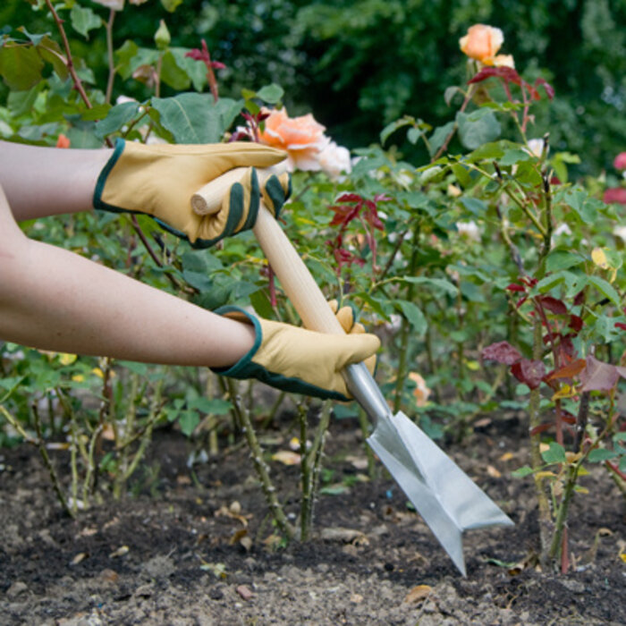Sneeboer Verplantknaapje