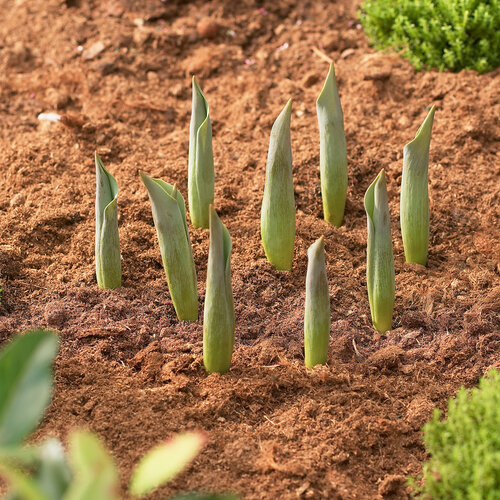 Meuwissen Agro Bollenmanden vierkant - 3 stuks - Kunststof