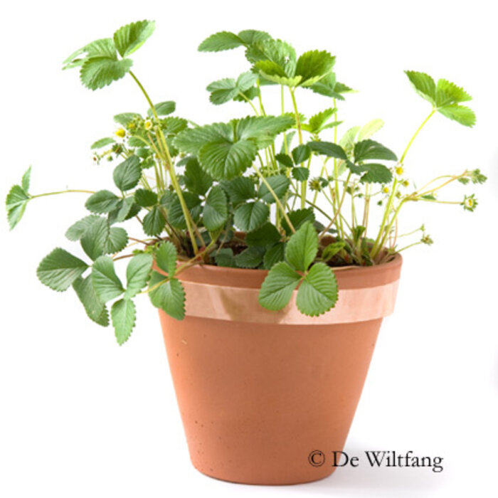 Pre-Met Koperen zelfklevende anti-slakkenband - 3 cm x 400 cm - Tuinbescherming