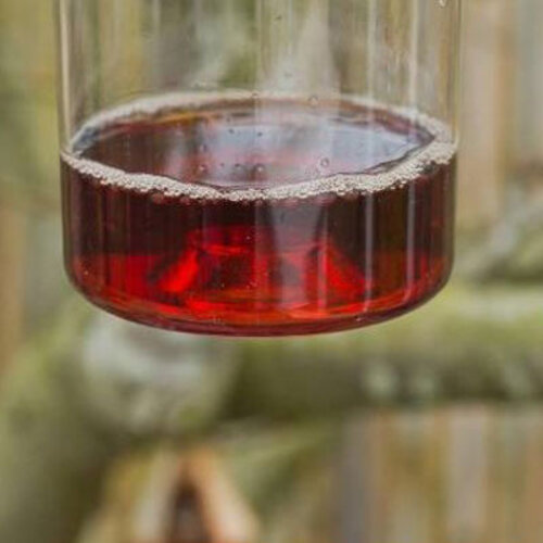 Meuwissen Agro Wespenval - Kunststof beker voor het lokken van wespen