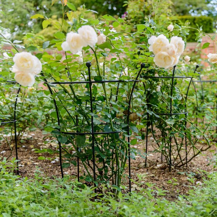 Harrod Plantensteun rond - Zwart - Diverse maten - 8 mm staal