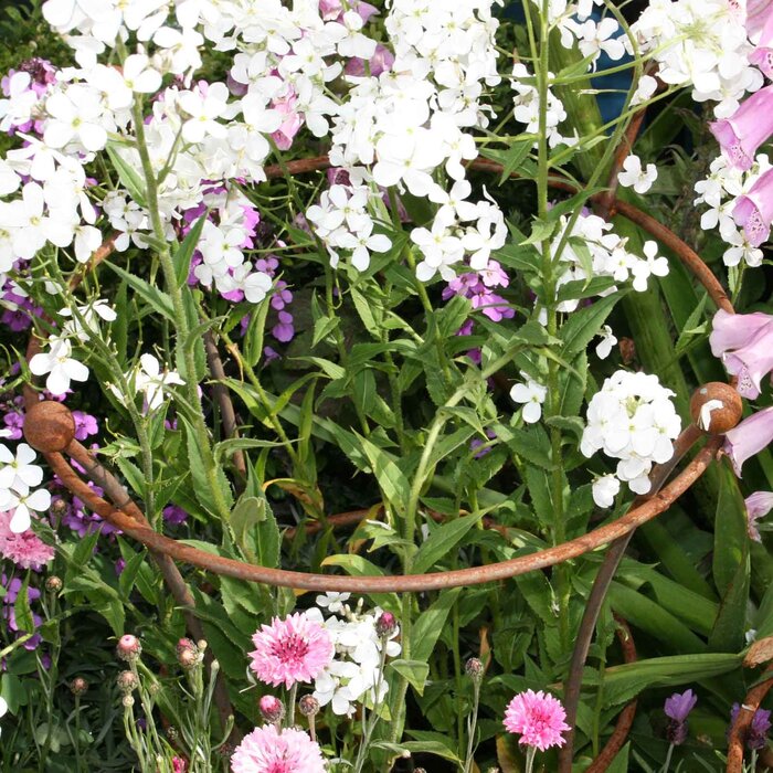 Harrod Plantensteun rond - Roest - Diverse maten - 8 mm staal - 5 jaar garantie