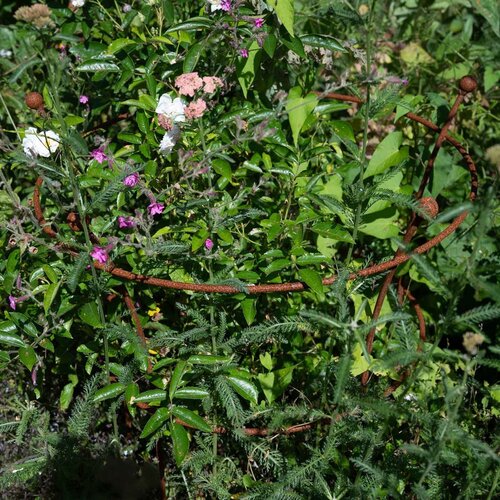 Harrod Plantensteun rond - Roest - Diverse maten - 8 mm staal - 5 jaar garantie