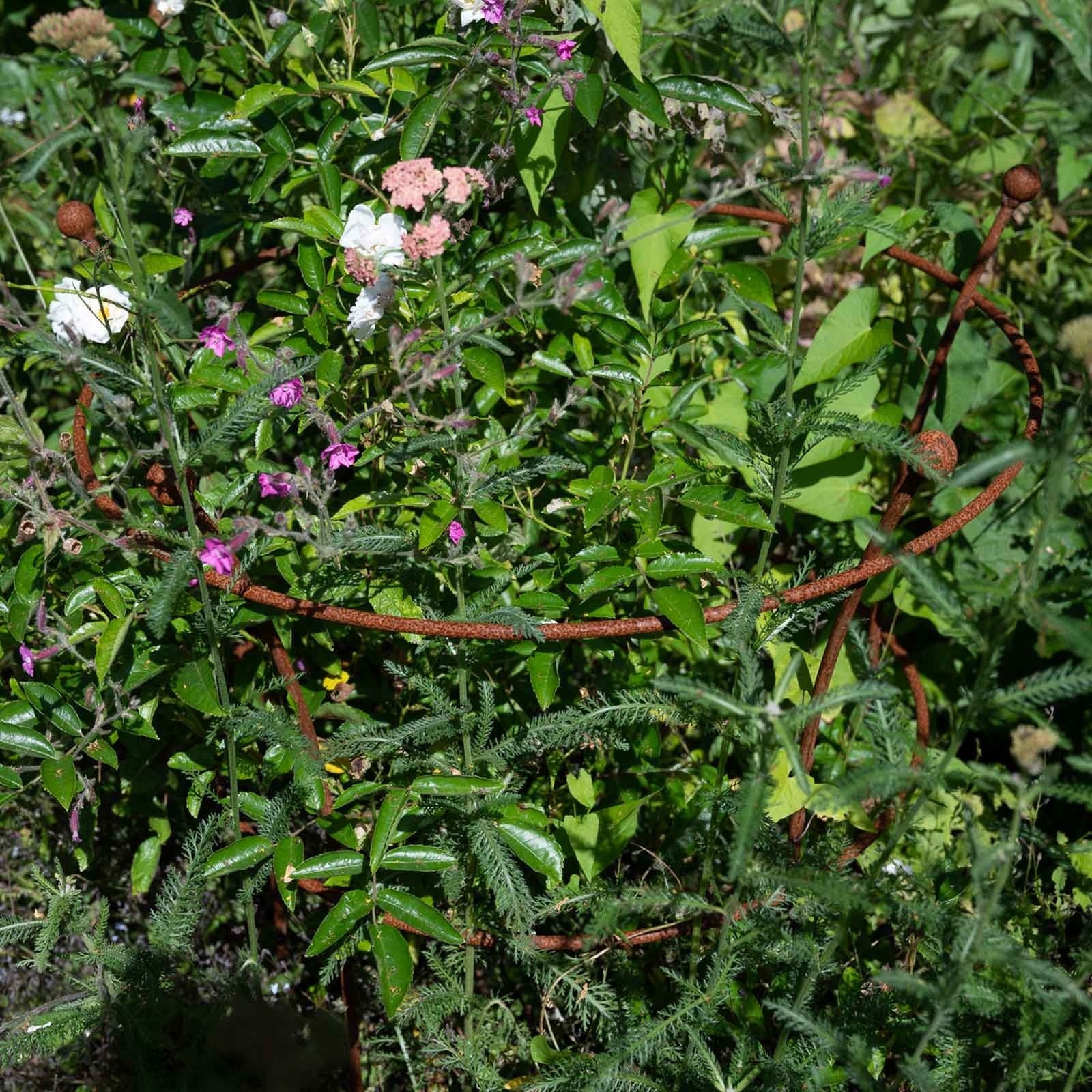 Harrod Plantensteun rond - Roest - Diverse maten - 8 mm staal - 5 jaar garantie