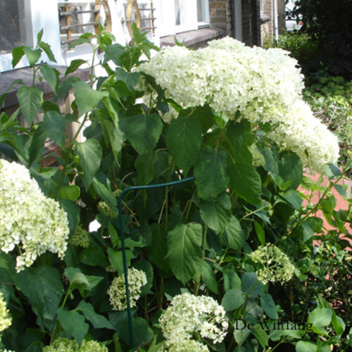 Bellissa Plantensteunen halfrond - Diverse maten - Gegalvaniseerd staal - 5 mm dik