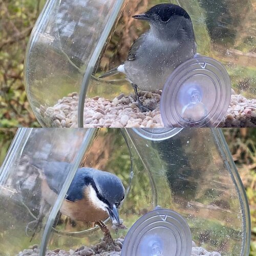 Wildlife World Raamvoederhuis - Transparant - Vogelvoederhuis met zuignappen