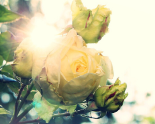 De rozenstruik snoeien