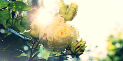 De rozenstruik snoeien