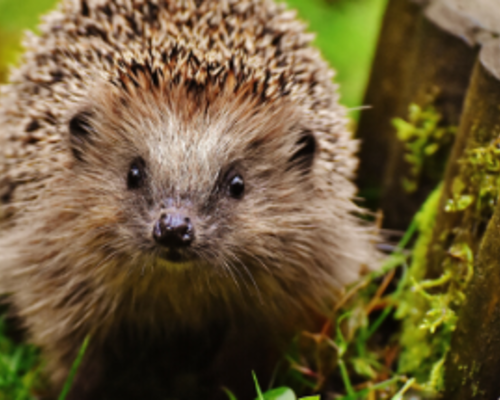 April doet wat hij wil – Dieren in de tuin