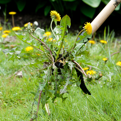 Onkruid weg - zonder gif