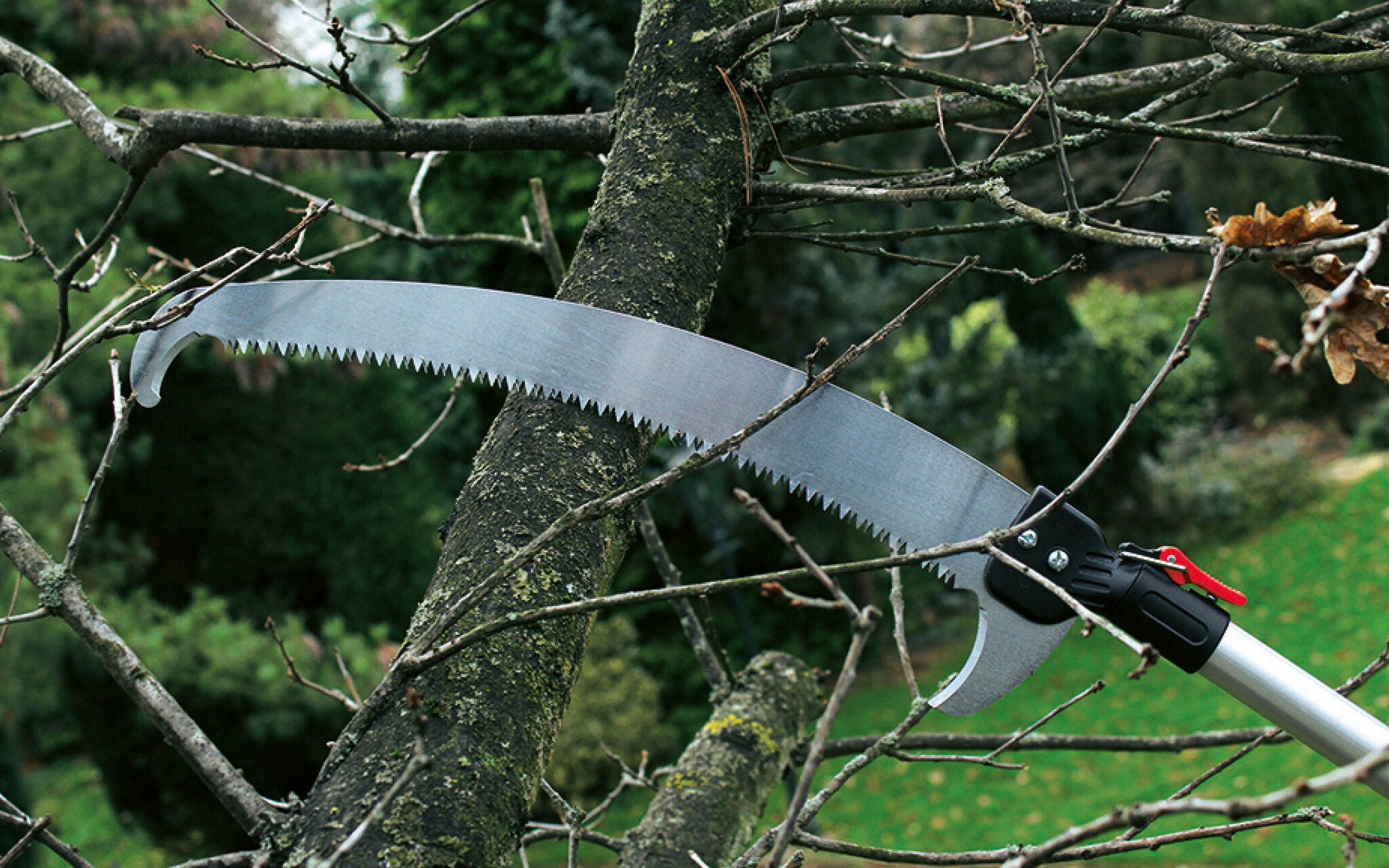 Snoeien van bomen in de wintermaanden