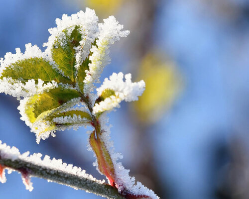 Tuin winterklaar maken – 5 tips