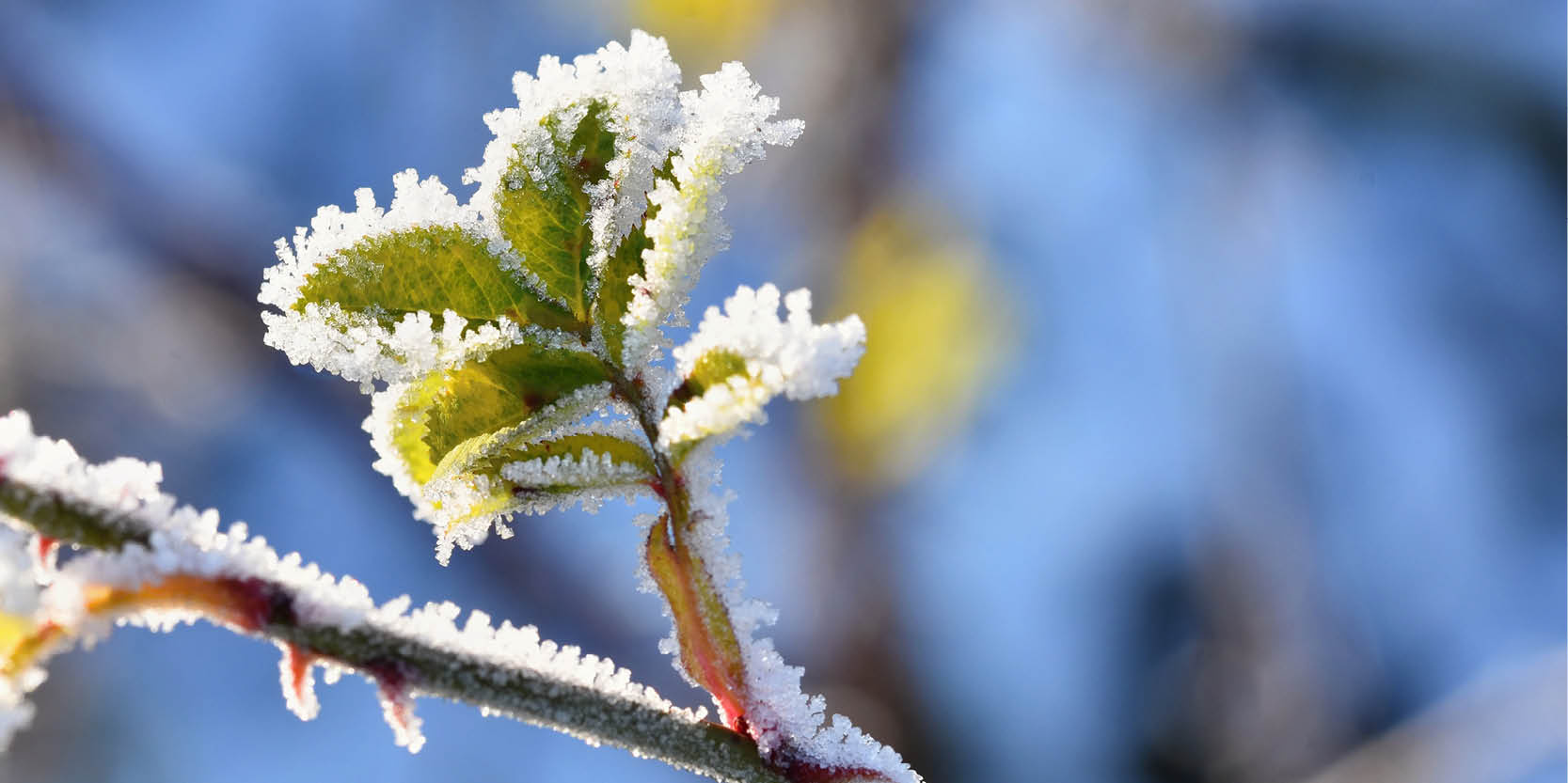 Tuin winterklaar maken – 5 tips