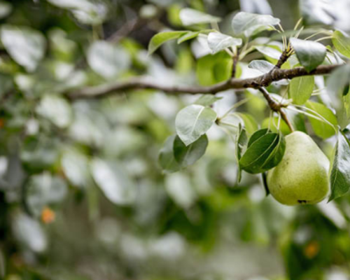 Snoeien van fruitbomen in het voorjaar