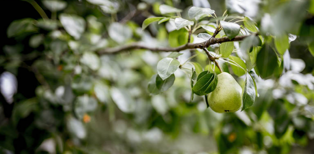 Snoeien van fruitbomen in het voorjaar