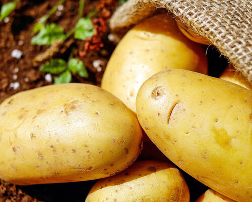 Nu in de moestuin: aardappels poten in 5 stappen