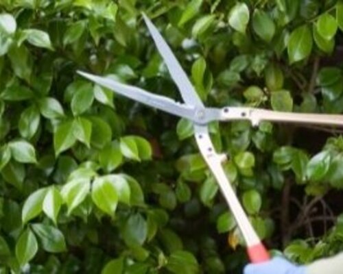 Handig - 5 tips bij het snoeien van hagen