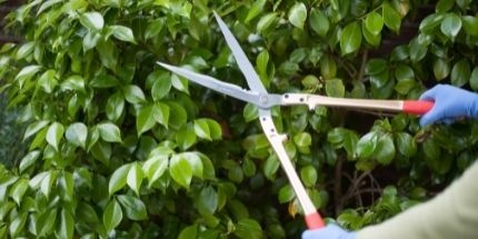 Handig - 5 tips bij het snoeien van hagen