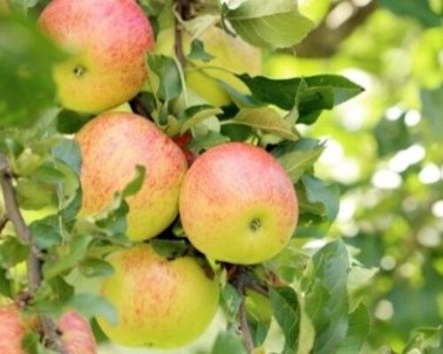 Een uitstekend moment om appels te oogsten