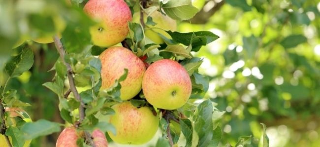 Een uitstekend moment om appels te oogsten