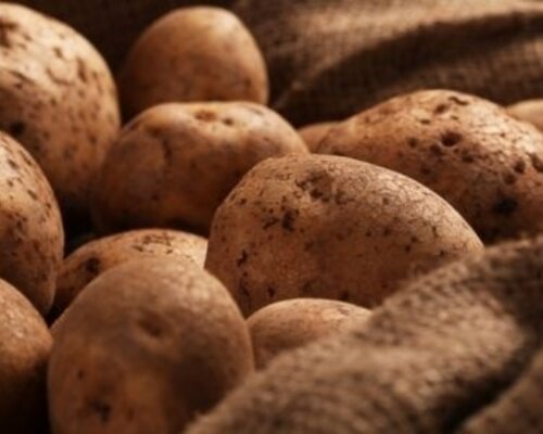 Aardappels oogsten - een korte introductie