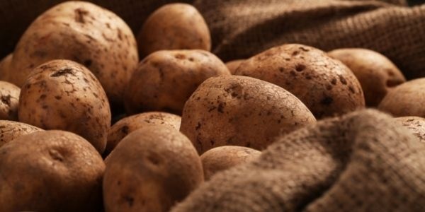 Aardappels oogsten - een korte introductie