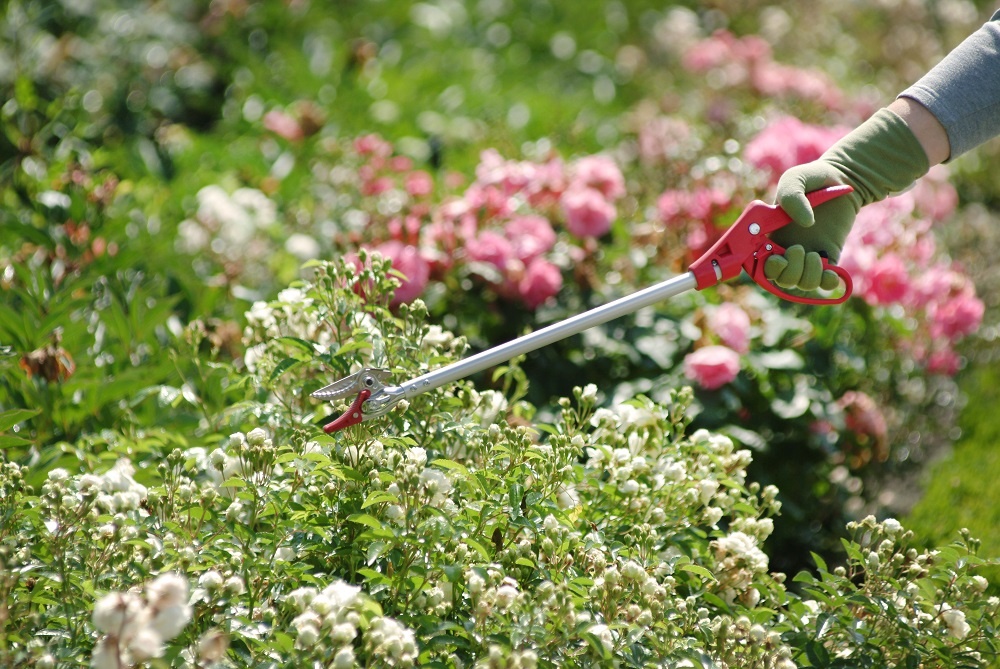 Rozen aanplanten – een korte handleiding