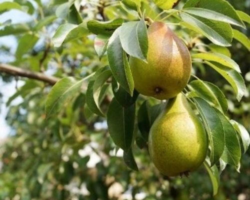 Genieten van peren in november