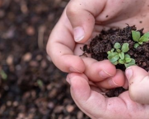 Een moestuin starten met kinderen