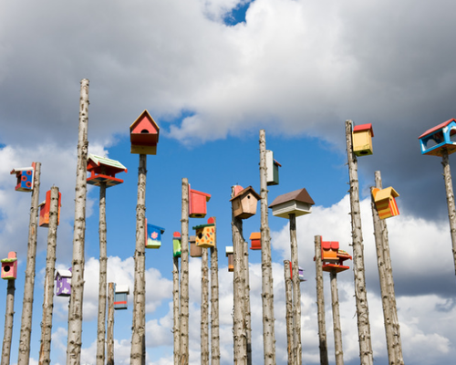 Een nestkast ophangen - 7 tips om rekening mee te houden