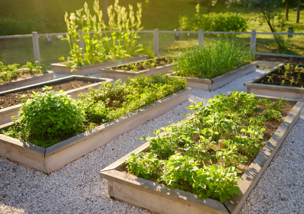 Start een moestuin (voor beginners)