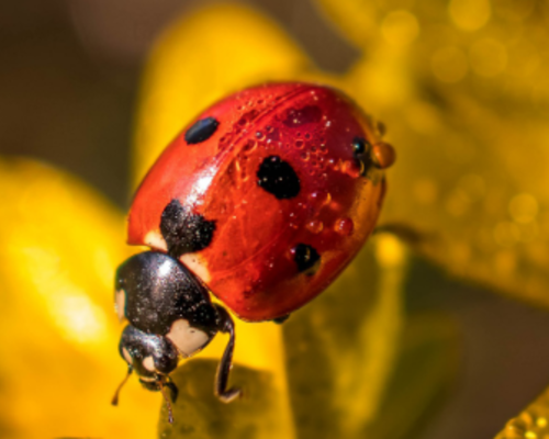 Leven in de zomerse tuin