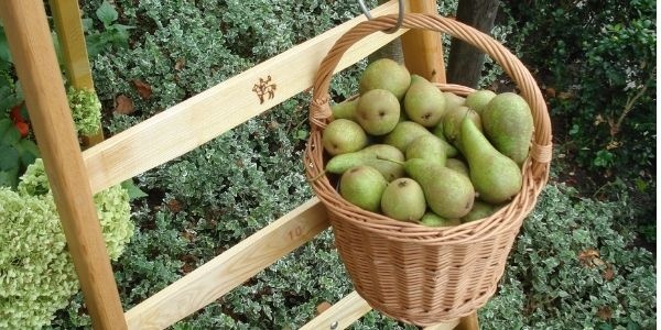 Plukken bloemen en fruit