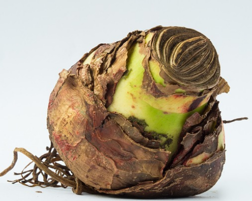 Bollen planten in oktober