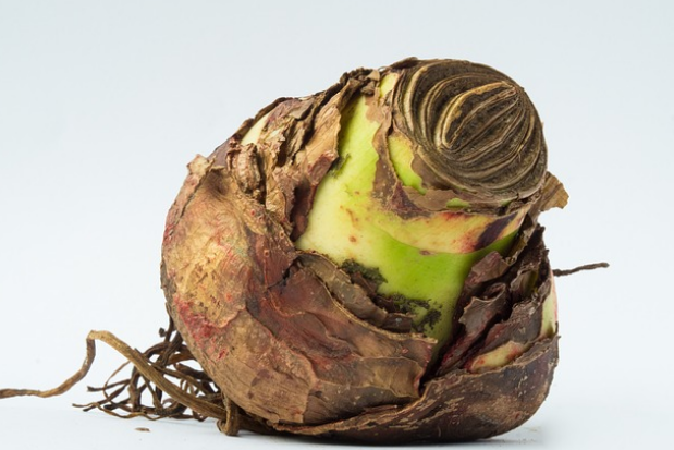 Bollen planten in oktober