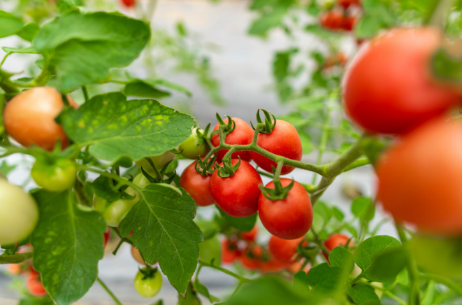 Warmteminnaars als planten