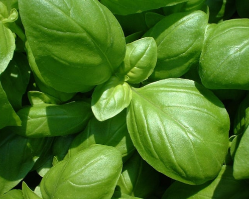 Basilicum